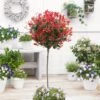 Photinia 'Red Robin' Mini-Standard Tree 1 Photinia 'Red Robin' Mini-Standard Tree -Roots ORN0360 1 b463481a 9705 47db a1f9 89f19d90ae41