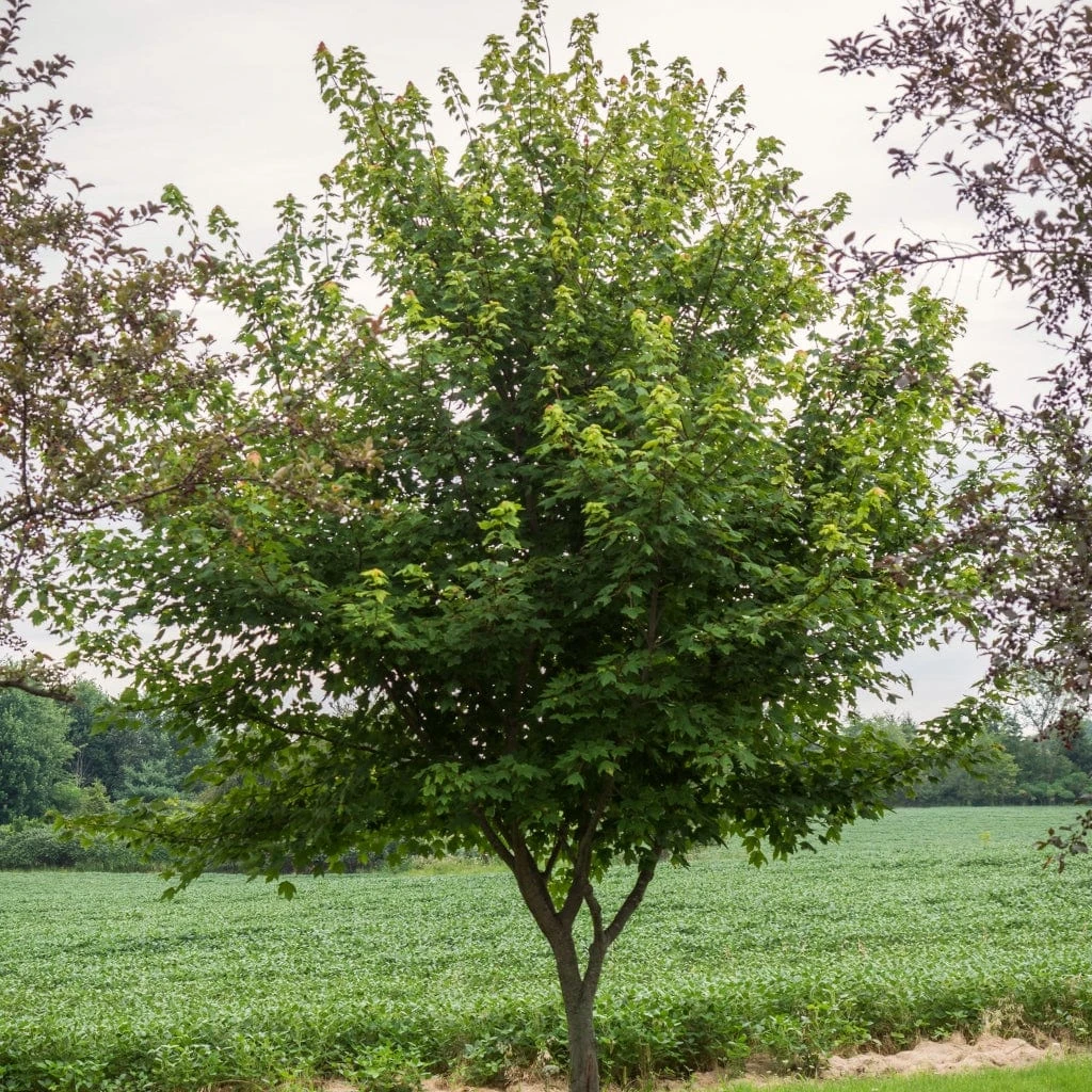Canadian Red Maple Tree | Acer Rubrum 'Red Pointe' 4 Canadian Red Maple Tree | Acer Rubrum 'Red Pointe' - Image 2