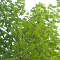 Canadian Red Maple Tree | Acer Rubrum 'Red Pointe' 9 Canadian Red Maple Tree | Acer Rubrum 'Red Pointe' -Roots ORN0385 4 7afe9936 2048 4b99 a359 2f747dcfb264