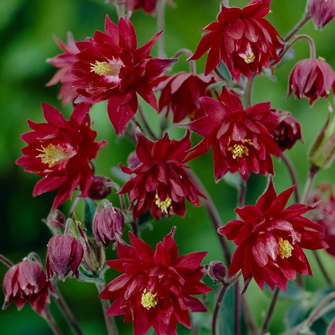 Aquilegia 'Bordeaux Barlow' 3 Aquilegia 'Bordeaux Barlow'