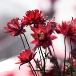 Aquilegia 'Bordeaux Barlow' 7 Aquilegia 'Bordeaux Barlow' -Roots PB0026 3