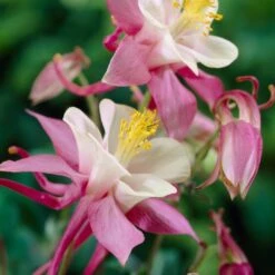 Aquilegia Spring Magic Collection 11 Aquilegia Spring Magic Collection -Roots PB0032 1 afcf0cd6 ce97 4324 9435 9a2f658b7a55