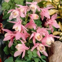 Aquilegia 'Spring Magic Rose & White' -Roots PB0032 3