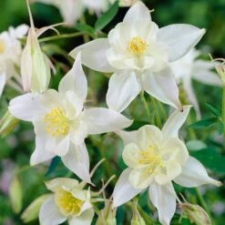 Aquilegia Spring Magic Collection 13 Aquilegia Spring Magic Collection -Roots PB0034 1 e73c1e9b 8fd4 4fd7 baca 7854772b1df3