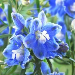 Delphinium Camelot Collection 9 Delphinium Camelot Collection -Roots PB0097 1 0cc41c15 4501 4368 a1a0 433f78f91dbb