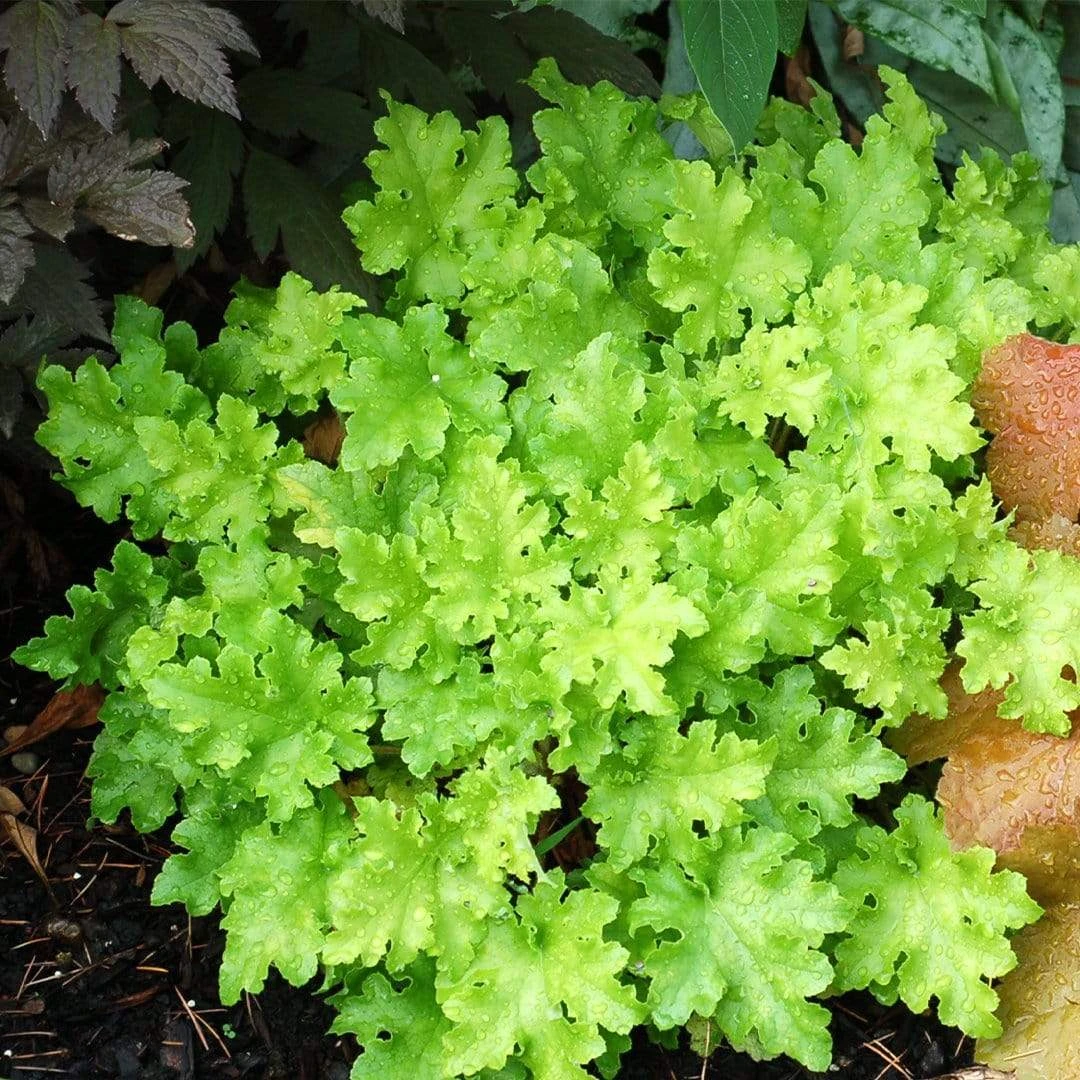 Heuchera 'Lime Marmalade' 5 Heuchera 'Lime Marmalade' - Image 3