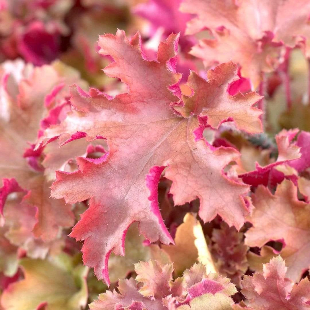 Heuchera 'Marmalade' 3 Heuchera 'Marmalade'