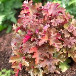 Heuchera 'Marmalade' 6 Heuchera 'Marmalade' -Roots PB0191 2