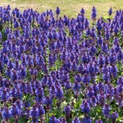 Salvia 'Blue Marvel' 7 Salvia 'Blue Marvel' -Roots PB0276 3