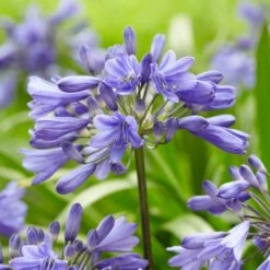 Agapanthus 'Ever Sapphire'
