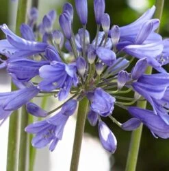 Agapanthus 'Ever Sapphire' -Roots PB0322 2