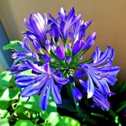 Front Page 9 Agapanthus 'Lapis Lazuli'