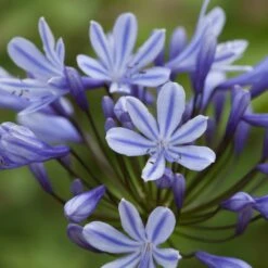 Agapanthus 'Sweet Surprise'