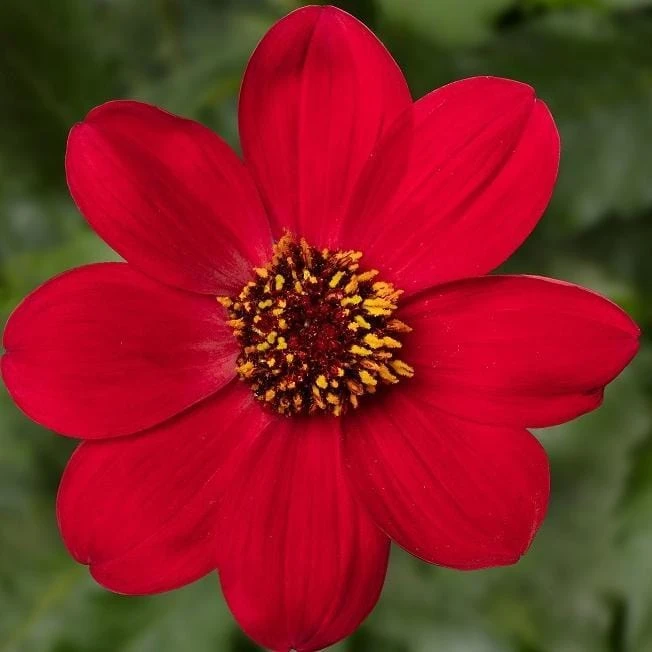 Dahlia 'Dahlegria Red' 3 Dahlia 'Dahlegria Red'