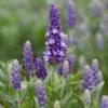 Lavender 'Blue Spear' -Roots PB0404 1