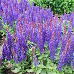 Salvia 'Blue Hill' -Roots PB0413 3