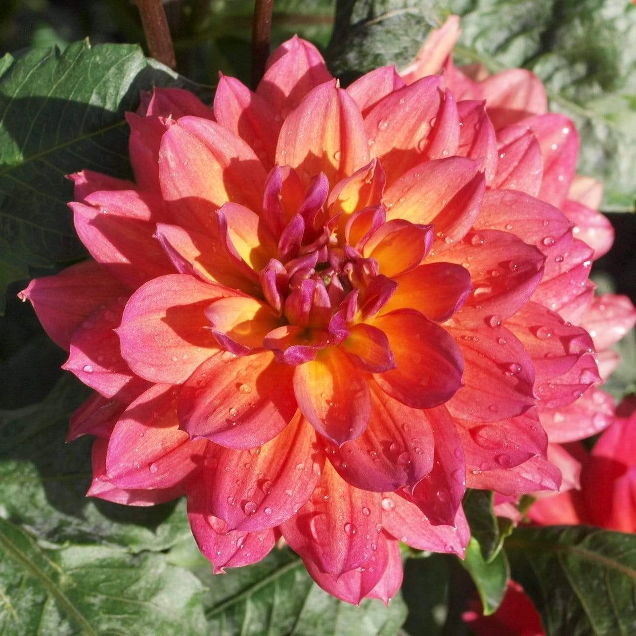 Dahlia 'Firepot' 5 Dahlia 'Firepot' - Image 4