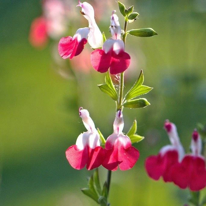 Salvia 'Hot Lips' 3 Salvia 'Hot Lips'