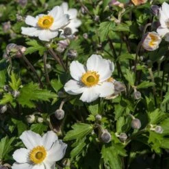 Anemone 'Elfin Swan' -Roots PB0449 3