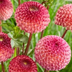 Dahlia 'Burlesca' 9 Dahlia 'Burlesca' -Roots PB0487 2