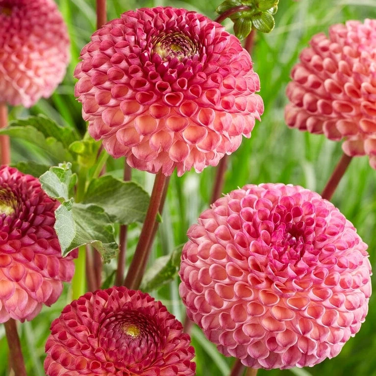 Dahlia 'Burlesca' 6 Dahlia 'Burlesca' - Image 4