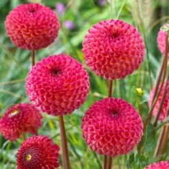 Dahlia 'Burlesca' 8 Dahlia 'Burlesca' -Roots PB0487 3