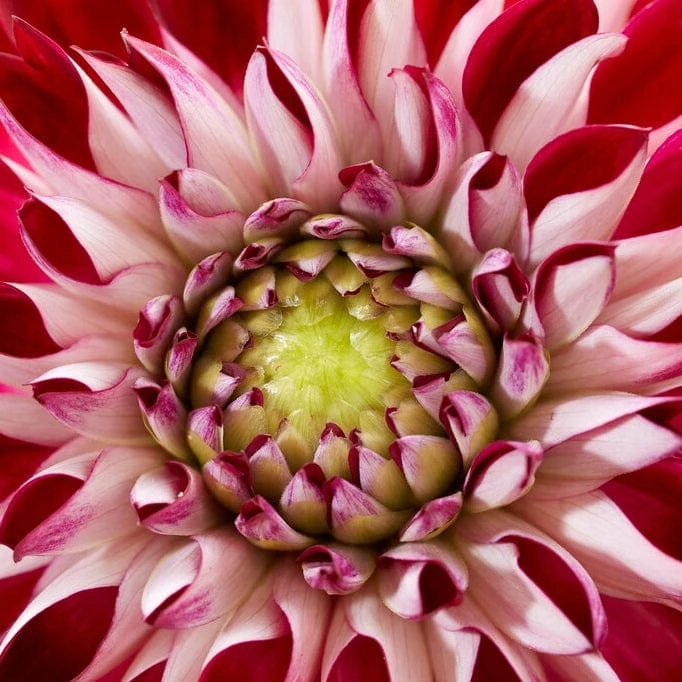 Dahlia 'Embassy' 5 Dahlia 'Embassy' - Image 3