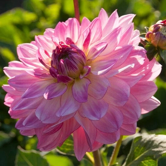 Dahlia 'Sincerity Rose Bicolour' 3 Dahlia 'Sincerity Rose Bicolour'