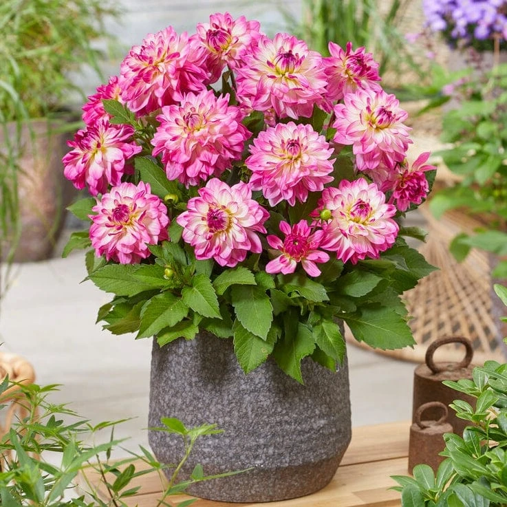 Dahlia 'Sincerity Rose Bicolour' 5 Dahlia 'Sincerity Rose Bicolour' - Image 3