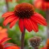 Echinacea 'SunSeekers Red' 1 Echinacea 'SunSeekers Red' -Roots PB0540 1 f6eea52b 67d0 408c 88c4 715a6080f038