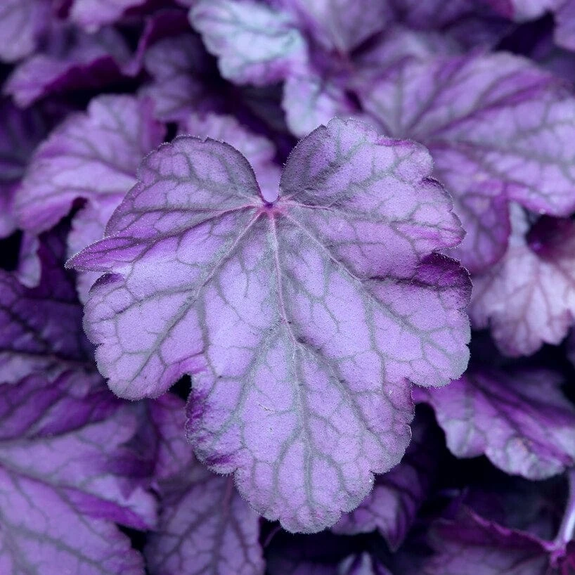 Heuchera 'Wildberry' 4 Heuchera 'Wildberry' - Image 2