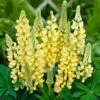 Lupin Legendary Yellow Shades 2 Lupin Legendary Yellow Shades -Roots PB0606 1 5b73d137 b3dc 4d92 a36c a6d9a03ce672