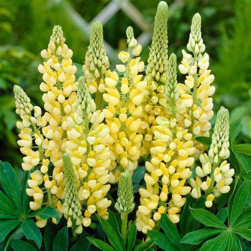 Lupin Legendary Yellow Shades 3 Lupin Legendary Yellow Shades
