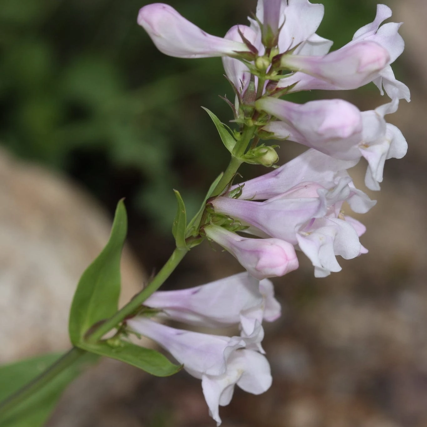 Penstemon 'Pensham Wedding Day' 5 Penstemon 'Pensham Wedding Day' - Image 3