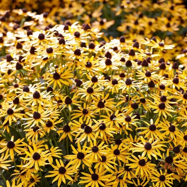 Rudbeckia 'Little Gold Star' 7 Rudbeckia 'Little Gold Star' - Image 5