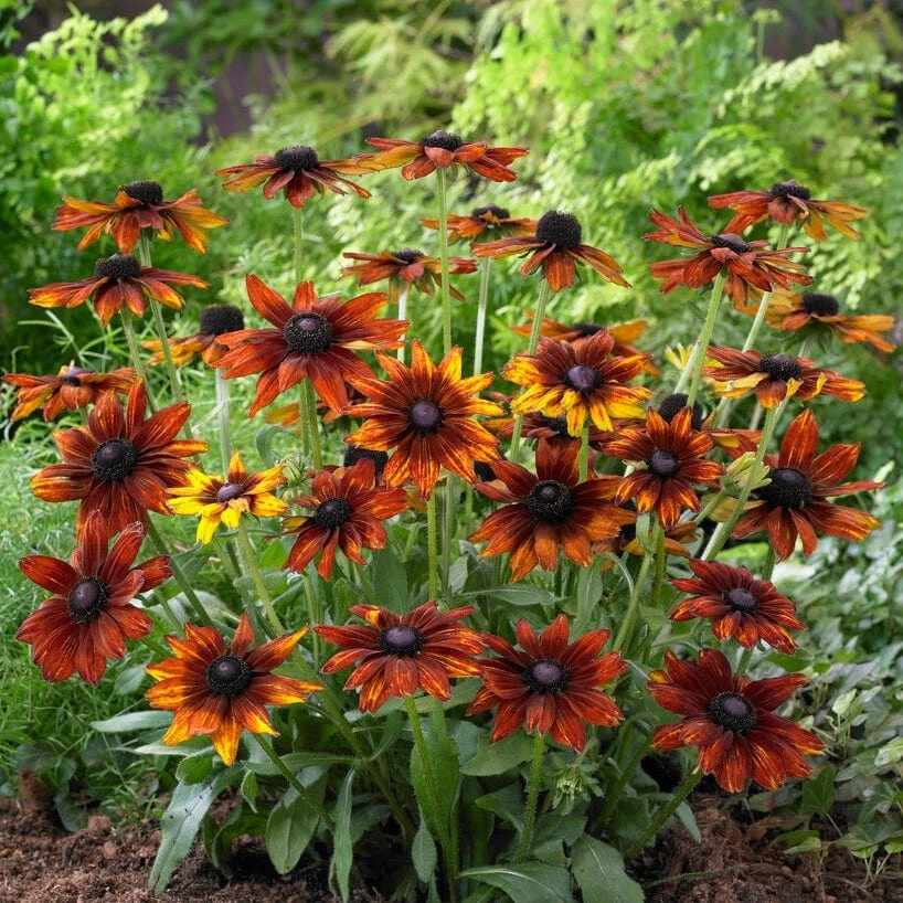 Rudbeckia 'Summerina Orange' 5 Rudbeckia 'Summerina Orange' - Image 3