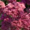 Sedum 'Rose Carpet' -Roots PB0645 1