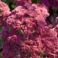 Sedum 'Rose Carpet'