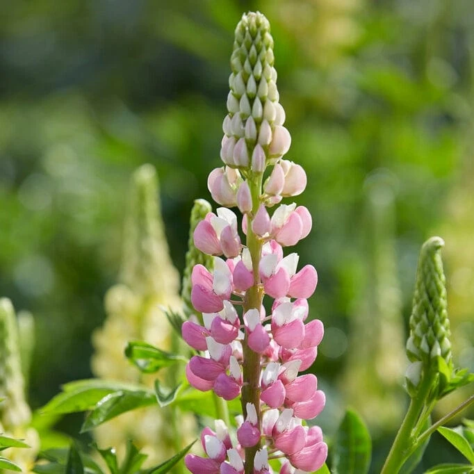 Lupin 'Legendary Rose Shades' 3 Lupin 'Legendary Rose Shades'