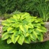 Hosta 'Velvet Moon' -Roots PB0778 1
