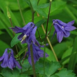 Aquilegia Barlow Blue 10 Aquilegia Barlow Blue -Roots PB0831 2