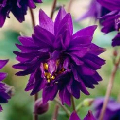 Aquilegia Barlow Blue 8 Aquilegia Barlow Blue -Roots PB0831 5