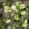 Aquilegia Barlow White 2 Aquilegia Barlow White -Roots PB0834 1