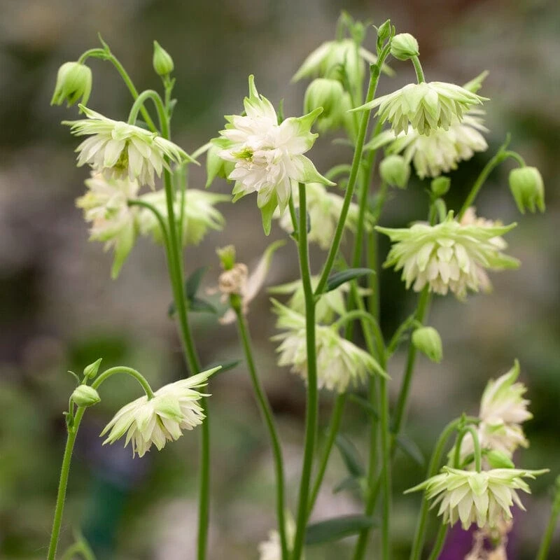 Aquilegia Barlow White 3 Aquilegia Barlow White