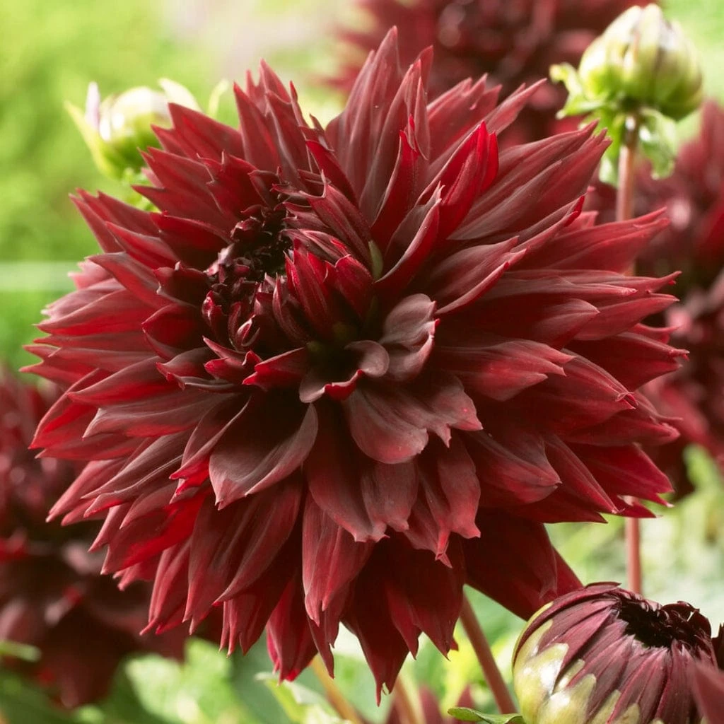 Dahlia 'Black Touch' 3 Dahlia 'Black Touch'