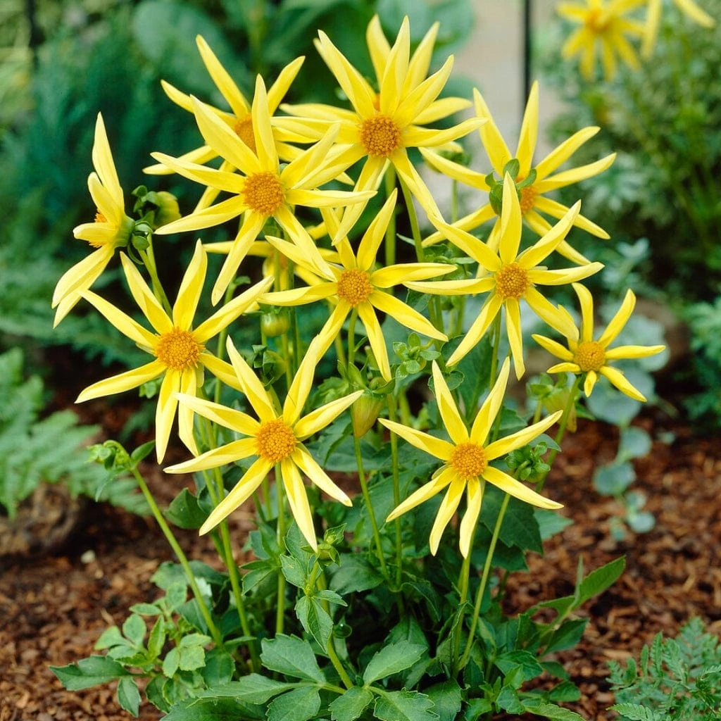 Dahlia 'Honka Yellow' 5 Dahlia 'Honka Yellow' - Image 3