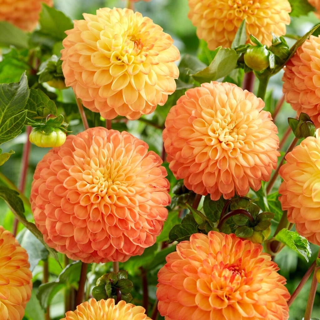 Dahlia 'Souvenir D'Ete' 3 Dahlia 'Souvenir D'Ete'