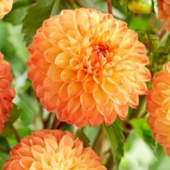 Dahlia 'Souvenir D'Ete' 7 Dahlia 'Souvenir D'Ete' -Roots PB1972 2