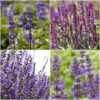Spectacular Salvia Collection -Roots PBCOL10 1