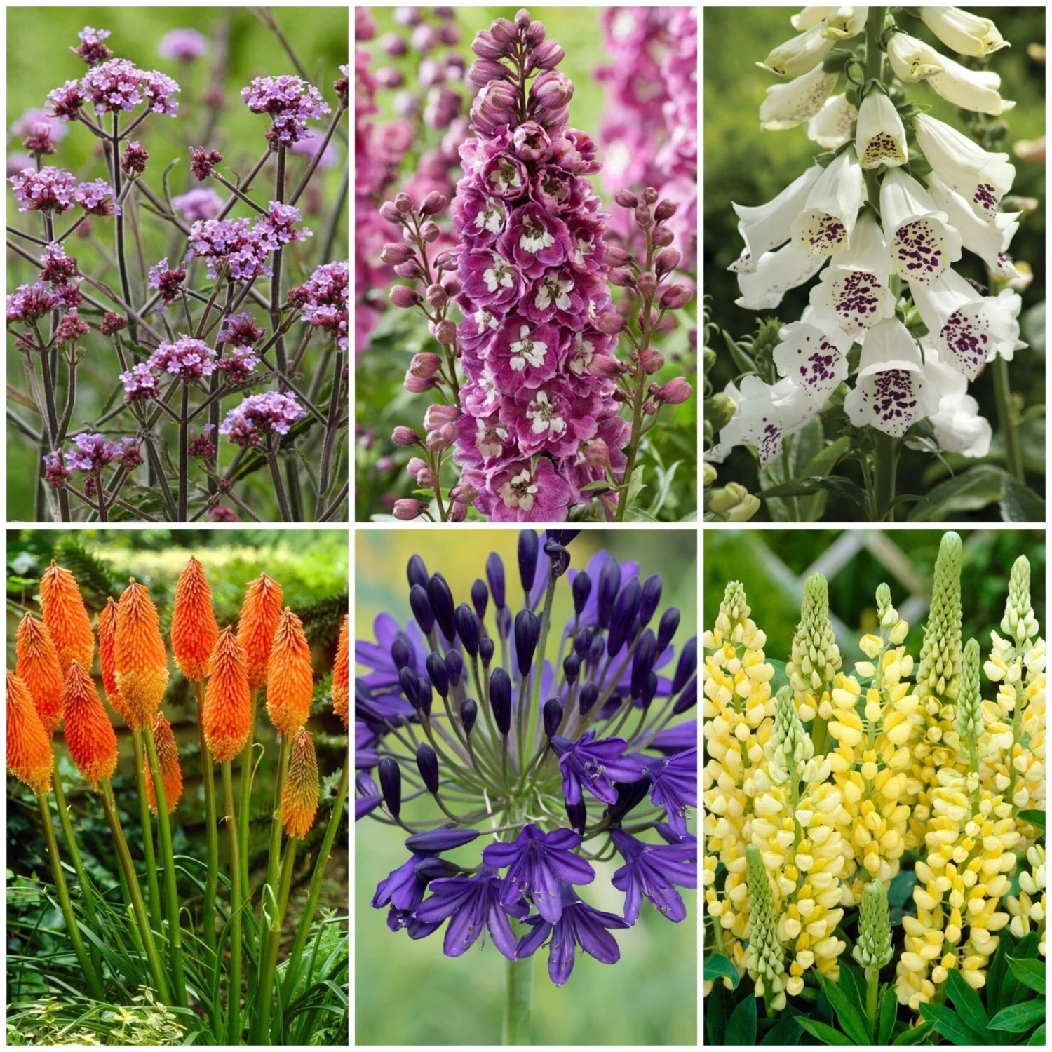 Best Tall Flowers | Perennials For Colour And Height 3 Best Tall Flowers | Perennials For Colour And Height